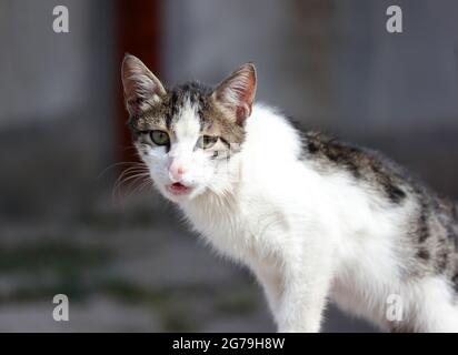 ritratto di gatto arrabbiato con occhi verdi Foto Stock