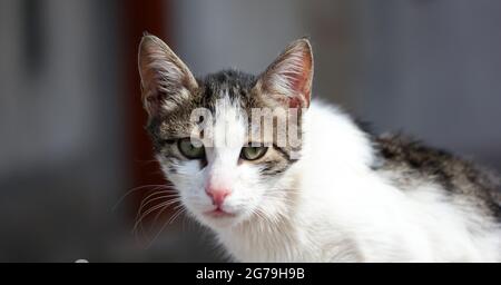 ritratto di gatto arrabbiato con occhi verdi Foto Stock