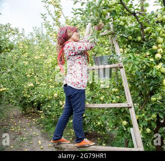 Amasya, Turchia - 09/29/2015: Agricoltore sconosciuto che raccoglie mele nel frutteto di mele. Foto Stock