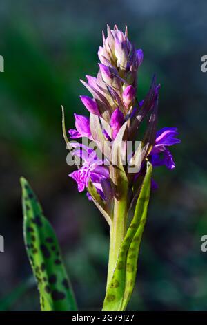 Orchidea paludosa - Dactylorhiza majalis, bella pianta fiorita colorata da prati e boschi europei, Repubblica Ceca. Foto Stock