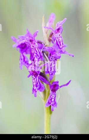 Orchidea paludosa - Dactylorhiza majalis, bella pianta fiorita colorata da prati e boschi europei, Repubblica Ceca. Foto Stock