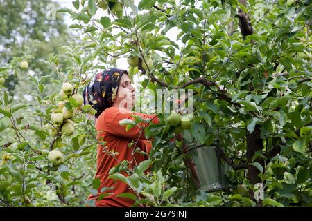 Amasya,Turchia - 09/29/2015: Agricoltore sconosciuto che raccoglie mele nel frutteto di mele. Foto Stock