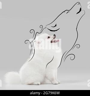 Design d'arte moderna. Un carino piccolo doggy bianco Pomeraniano, cucciolo seduto su sfondo grigio. Foto Stock