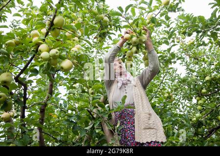 Amasya,Turchia - 09/29/2015: Agricoltore sconosciuto che raccoglie mele nel frutteto di mele. Foto Stock
