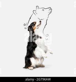 Ritratto del cane Pastore australiano in piedi sulle sue gambe posteriori isolate su sfondo bianco. Immaginazione, sogni. Foto Stock