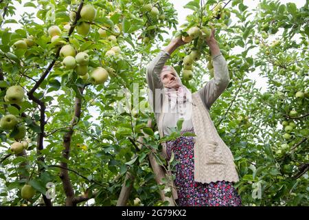 Amasya,Turchia - 09/29/2015: Agricoltore sconosciuto che raccoglie mele nel frutteto di mele. Foto Stock
