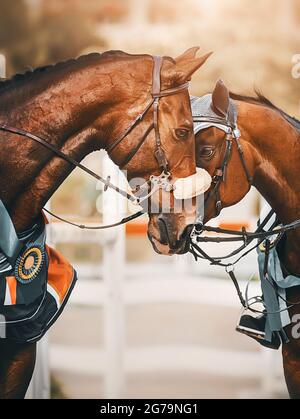 Due cavalli della baia con premi e rosette hanno piegato la testa in un abbraccio amichevole. Sport equestri e amicizia. Premiazione dei vincitori in equestri c Foto Stock