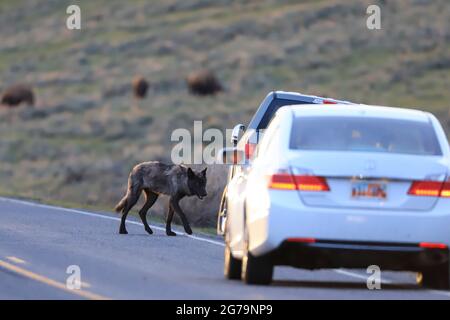 Wolf attraversa la strada nel traffico nel Parco Nazionale di Yellowstone, Wyoming Foto Stock