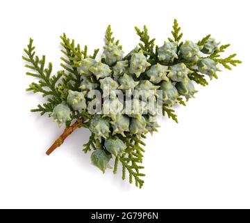 Thuja cinese con coni isolati su bianco Foto Stock