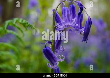 Un set di bluebells splendidamente delicato che si gode il loro breve soggiorno in un vecchio bosco inglese. Foto Stock