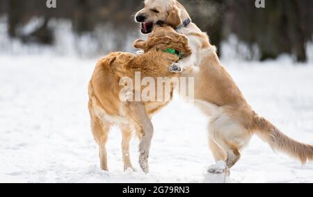 Due cani Golden Retriever all'aperto Foto Stock