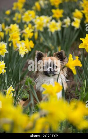 Cute chihuahua (capelli lunghi) circondato da narcisi gialli, guardando la macchina fotografica, scena primaverile Foto Stock