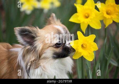 Lungo capelli chihuahua odori un giallo daffodil, fiore sfondo, scena di primavera Foto Stock