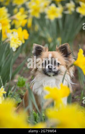 Cute chihuahua (capelli lunghi) circondato da narcisi gialli, scena primaverile Foto Stock