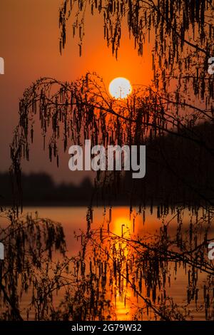 Silhouette di rami di betulla al tramonto, riflesso del sole sulla superficie del lago Foto Stock