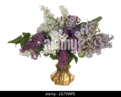 Rami di lilaci in fiore in un vaso di vetro isolato su sfondo bianco. Foto Stock
