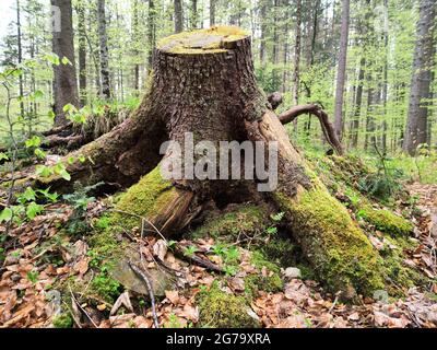 Tree Stump con radici di muschio forte in una foresta mista Foto Stock