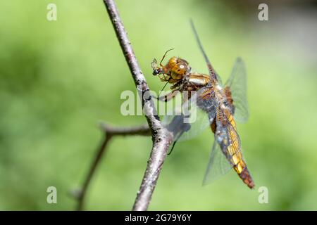 Dragonfly attesa su rami secchi e spazio copia .Dragonfly nella natura. Dragonfly nella natura habitat. Natura bella scena con dragonfly outdoor Foto Stock