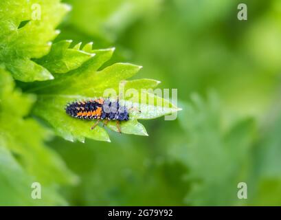 Larve di Ladybug o ninfa su foglia di gambo di sedano. Nero arancio creepy cercando bug utile per qualsiasi giardino come consuma o mangia afidi e altri parassiti. Foto Stock