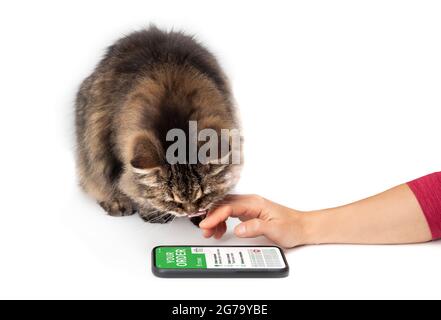 Cat e donna che guardano all'app mobile delivery. Mano femminile con smartphone con un gatto che guarda lo schermo dell'ordine mentre lecca la bocca. Foto Stock