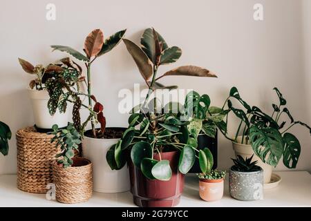 diverse piante da casa in diverse pentole e cesti / calatea, monkeymonstera, efeutute, piselli, pilea, cactus, succulento Foto Stock