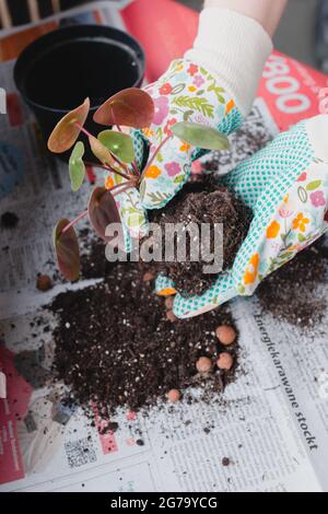 Mano di donna che repotting piante interne sul balcone, Foto Stock