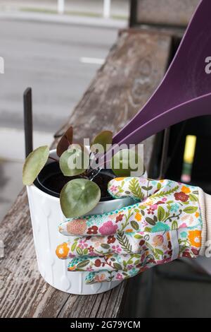 Le mani della donna repotting piante interne sul balcone, primo piano di piante, terreno e guanti da giardinaggio colorati Foto Stock