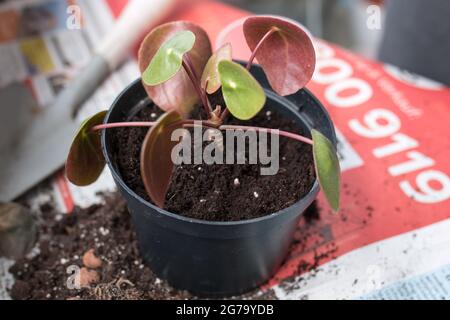 Mano di donna che repotting piante interne sul balcone, Foto Stock