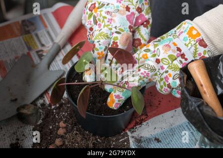 Mano di donna che repotting piante interne sul balcone, Foto Stock