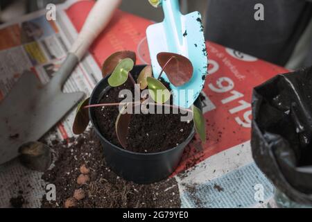 Mano di donna che repotting piante interne sul balcone, Foto Stock