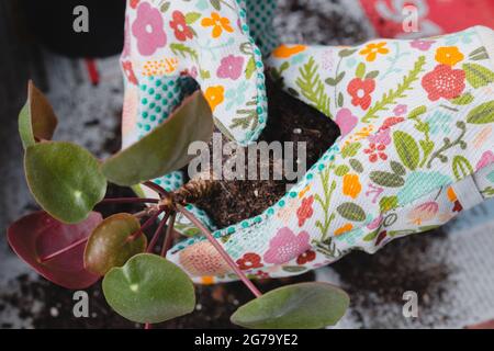 Mano di donna che repotting piante interne sul balcone, Foto Stock