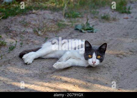 Gatto dagli occhi gialli che si rilassa a terra all'aperto e guarda la macchina fotografica. Foto Stock