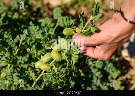 Un agricoltore che raccoglie una pianta di ceci della varietà Cigró d'Oristà a Mas Terricabras (Osona, Barcellona, Catalogna, Spagna) Foto Stock