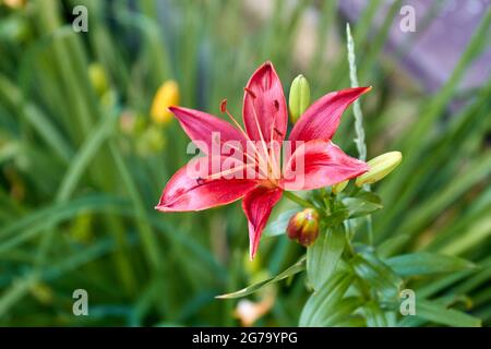 Primo piano amaryllis rosa fiore che cresce nel giardino all'aperto. Foto Stock