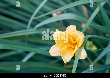 Primo piano amaryllis fiore giallo che cresce nel giardino all'aperto. Foto Stock