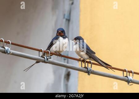 Consente di scambiare i fili ad alta tensione in un'area urbana Foto Stock