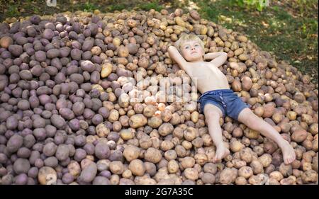 il bimbo a piedi nudi in shorts si trova su un grande mucchio di patate appena scavate. Buon raccolto, poco aiutante, giochi di agricoltura. Stagione di raccolta, agricoltura, o Foto Stock