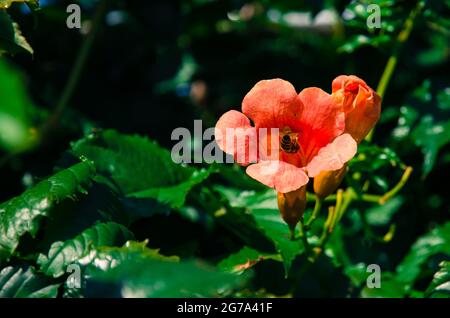 particolare del fiore rosso campsis arancio Foto Stock