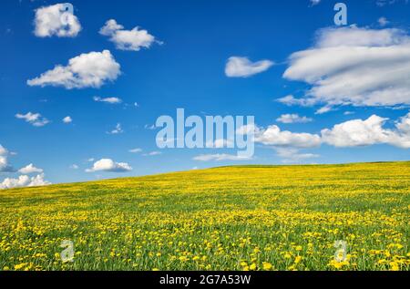 Mare di fiori di giallo in fiore dandelioni sotto un cielo blu e nuvole Foto Stock