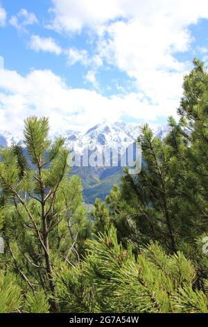 Escursione fino allo Steppergalm 1583 m, vicino a Garmisch, Alpi Ammergau, alta Baviera, Baviera, Germania, primavera, vista sulle montagne di Wetterstein, suggestiva, pini di montagna in primo piano Foto Stock