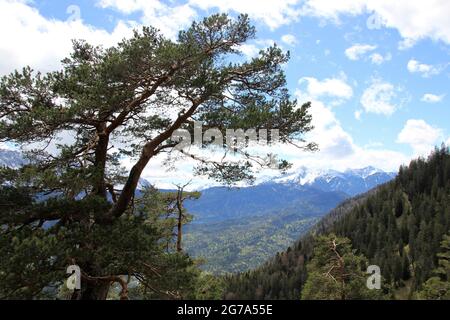 Escursione fino allo Steppergalm 1583 m, vicino a Garmisch, Alpi Ammergau, alta Baviera, Baviera, Germania, primavera, vista sulle montagne di Wetterstein, suggestiva, pini di montagna in primo piano Foto Stock
