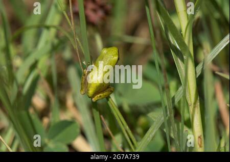 Mediterraneo Raganella o Stripeless raganella, Hyla meridionalis, Andalusia, Spagna. Foto Stock