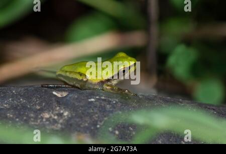 Mediterraneo Raganella o Stripeless raganella, Hyla meridionalis, Andalusia, Spagna. Foto Stock