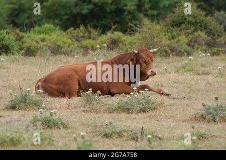 Un giovane toro sdraiato in un campo asciutto. Spagna. Foto Stock