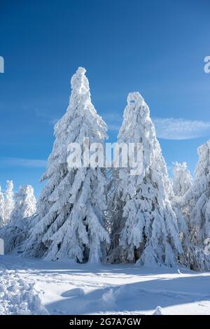 Germania, Baden-Wuerttemberg, Foresta Nera, inverno sulla Hornisgrinde. Foto Stock