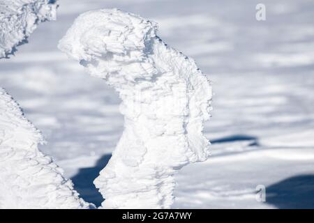 Cespugli innevati, come sculture di neve. Foto Stock