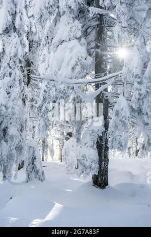 Germania, Baden-Wuerttemberg, Foresta Nera, foresta innevata all'Hornisgrinde. Foto Stock