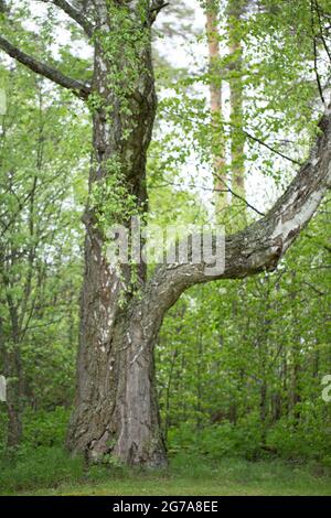 Enorme Birch Tree, scena primaverile, Finlandia Foto Stock