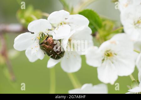 Chafer di rose (Cetonia aurata) su fiore di ciliegia Foto Stock