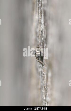 Zebra saltellando ragno (Salticus scenicus) su un muro di legno Foto Stock